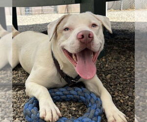 Labrador Retriever-Unknown Mix Dogs for adoption in Palmetto, FL, USA