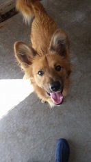 Finnish Spitz Dogs for adoption in Detroit Lakes, MN, USA