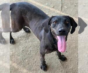Plott Hound-Unknown Mix Dogs for adoption in Riverside, CA, USA