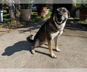 German Shepherd Dog-Unknown Mix Dogs for adoption in Grand Prairie, TX, USA