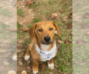 Mutt Dogs for adoption in Temple, GA, USA