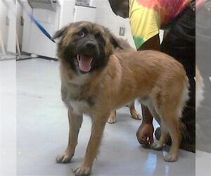 Chow Chow-German Shepherd Dog Mix Dogs for adoption in Fayetteville, NC, USA