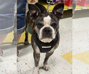 Boston Terrier-Unknown Mix Dogs for adoption in Morganville, NJ, USA