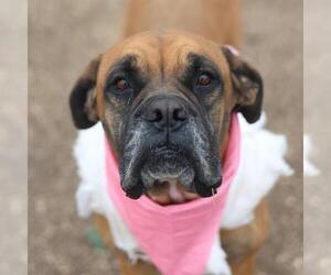 Boxer-Unknown Mix Dogs for adoption in San Antonio, TX, USA