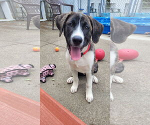 Great Pyrenees-Mastiff Mix Dogs for adoption in Rockaway, NJ, USA