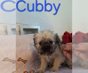 Pug-Shih Tzu Mix Dogs for adoption in San Bernardino, CA, USA