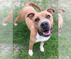 Mutt Dogs for adoption in Augusta, GA, USA