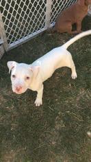 American Pit Bull Terrier Dogs for adoption in Baltimore, MD, USA