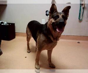 German Shepherd Dog Dogs for adoption in Martinez, CA, USA