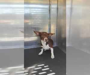 Chihuahua Dogs for adoption in San Antonio, TX, USA