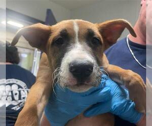 American Pit Bull Terrier-Unknown Mix Dogs for adoption in Bakersfield, CA, USA