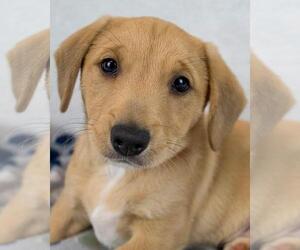 Dachshund-Labrador Retriever Mix Dogs for adoption in Kennesaw, GA, USA
