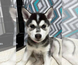 Siberian Husky Dogs for adoption in Matawan, NJ, USA