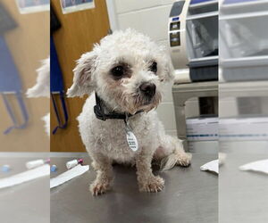 Bichon Frise Dogs for adoption in Forestville, MD, USA