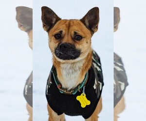 Chihuahua-Unknown Mix Dogs for adoption in Sandy, UT, USA