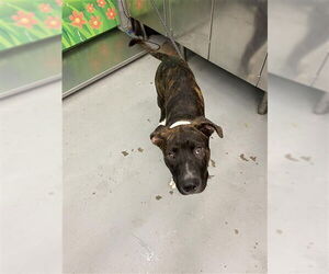 American Pit Bull Terrier Dogs for adoption in Waco, TX, USA