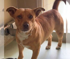 Chihuahua Dogs for adoption in Riverside, CA, USA