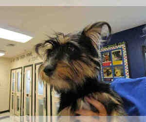 Skye Terrier Dogs for adoption in Georgetown, TX, USA