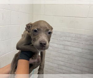 American Pit Bull Terrier Dogs for adoption in San Bernardino, CA, USA