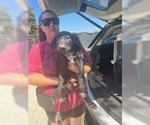 Labrador Retriever-Unknown Mix Dogs for adoption in Stockton, CA, USA