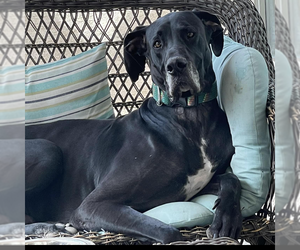 Great Dane Dogs for adoption in Vail, AZ, USA