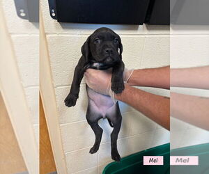 Boweimar Dogs for adoption in Brewster, NY, USA