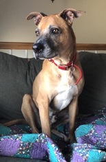 Medium Photo #1 Boxador Puppy For Sale in Pevely, MO, USA