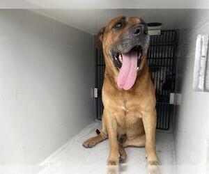 American Pit Bull Terrier-Unknown Mix Dogs for adoption in Houston, TX, USA