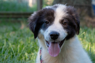 Anatolian Shepherd-Great Pyrenees Mix Dogs for adoption in Spring, TX, USA