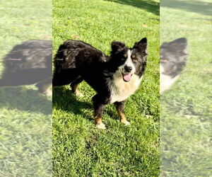 Border Collie-Unknown Mix Dogs for adoption in Aurora, IN, USA
