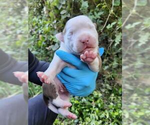 American Staffordshire Terrier-Unknown Mix Dogs for adoption in San Antonio, TX, USA