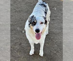 Australian Shepherd Dogs for adoption in Bakersfield, CA, USA
