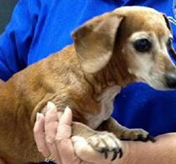 Chiweenie Dogs for adoption in Cookeville , TN, USA