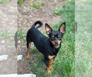 Chihuahua Dogs for adoption in Sandy, UT, USA