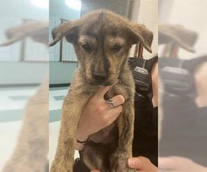 German Shepherd Dog-Unknown Mix Dogs for adoption in Corpus Christi, TX, USA