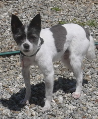 Medium Photo #1 Jack-Rat Terrier Puppy For Sale in Tehachapi, CA, USA