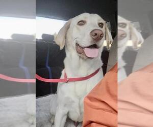 Labrador Retriever Dogs for adoption in Dana Point, CA, USA