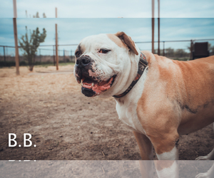American Bulldog Dogs for adoption in Dallas, TX, USA