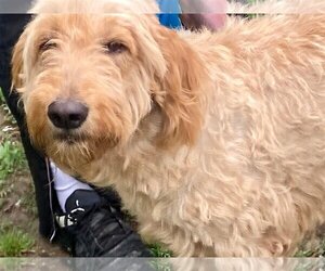 Goldendoodle Dogs for adoption in Alexander, AR, USA