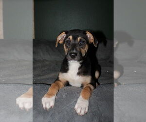 Australian Shepherd-Unknown Mix Dogs for adoption in Phoenix, AZ, USA