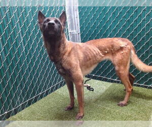 Mutt Dogs for adoption in Downey, CA, USA