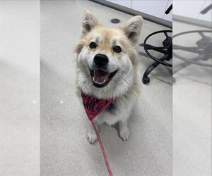 Chow Chow-Unknown Mix Dogs for adoption in Fairbanks, AK, USA