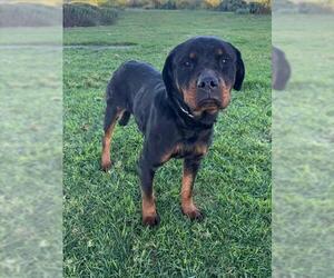 Rottweiler Dogs for adoption in Riverside, CA, USA