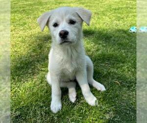 Great Pyrenees-Unknown Mix Dogs for adoption in Raleigh, NC, USA