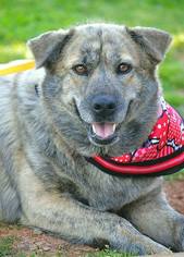 Australian Shepherd-Unknown Mix Dogs for adoption in Tuscumbia, AL, USA