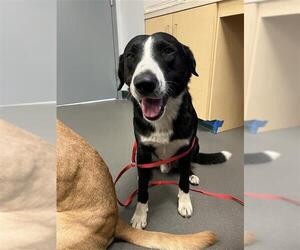 Border Collie-Unknown Mix Dogs for adoption in Corpus Christi, TX, USA