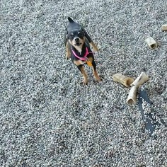 Miniature Pinscher Dogs for adoption in Wahpeton, ND, USA