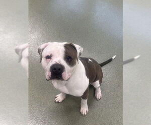 American Bulldog-Unknown Mix Dogs for adoption in Lee's Summit, MO, USA