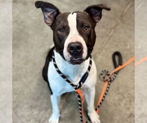 Labrador Retriever-Unknown Mix Dogs for adoption in Tavares, FL, USA