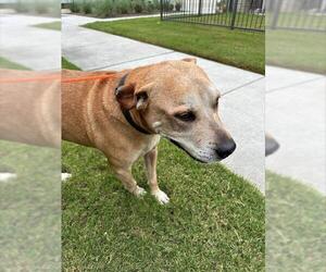 American Pit Bull Terrier-Unknown Mix Dogs for adoption in Houston, TX, USA